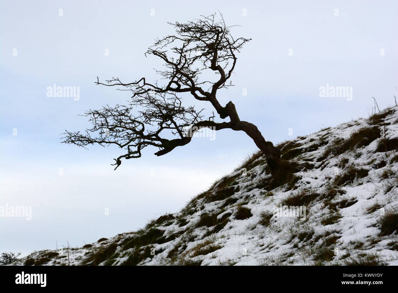 Lone capeado espino silueteado en invierno la nieve Black Mountain Mynydd Du Parque Nacional de Brecon Beacons Carmarthenshire Gales Cymru REINO UNIDO GB Foto de stock