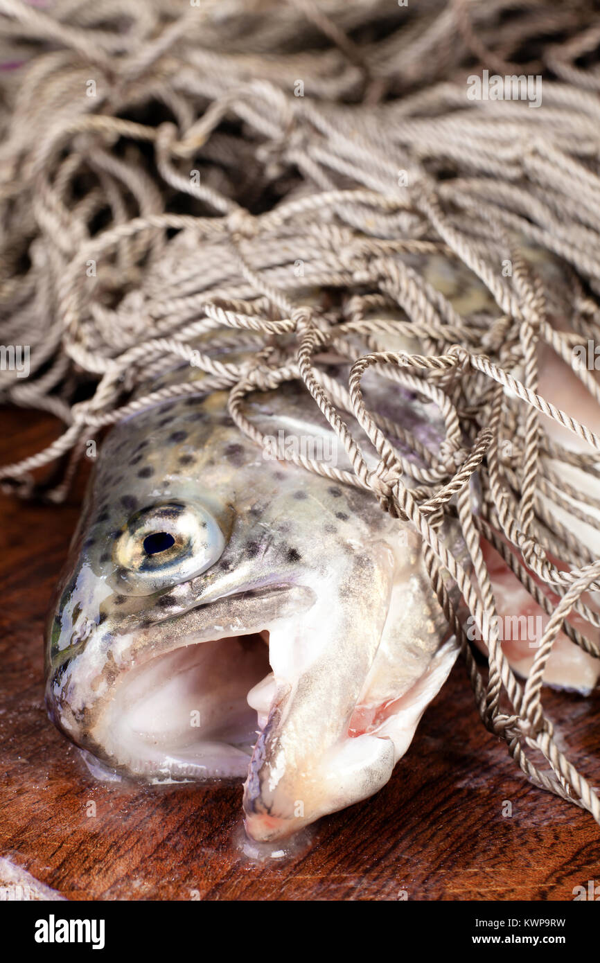 Primer plano de una trucha fresca pescado en una red de pesca Foto de stock