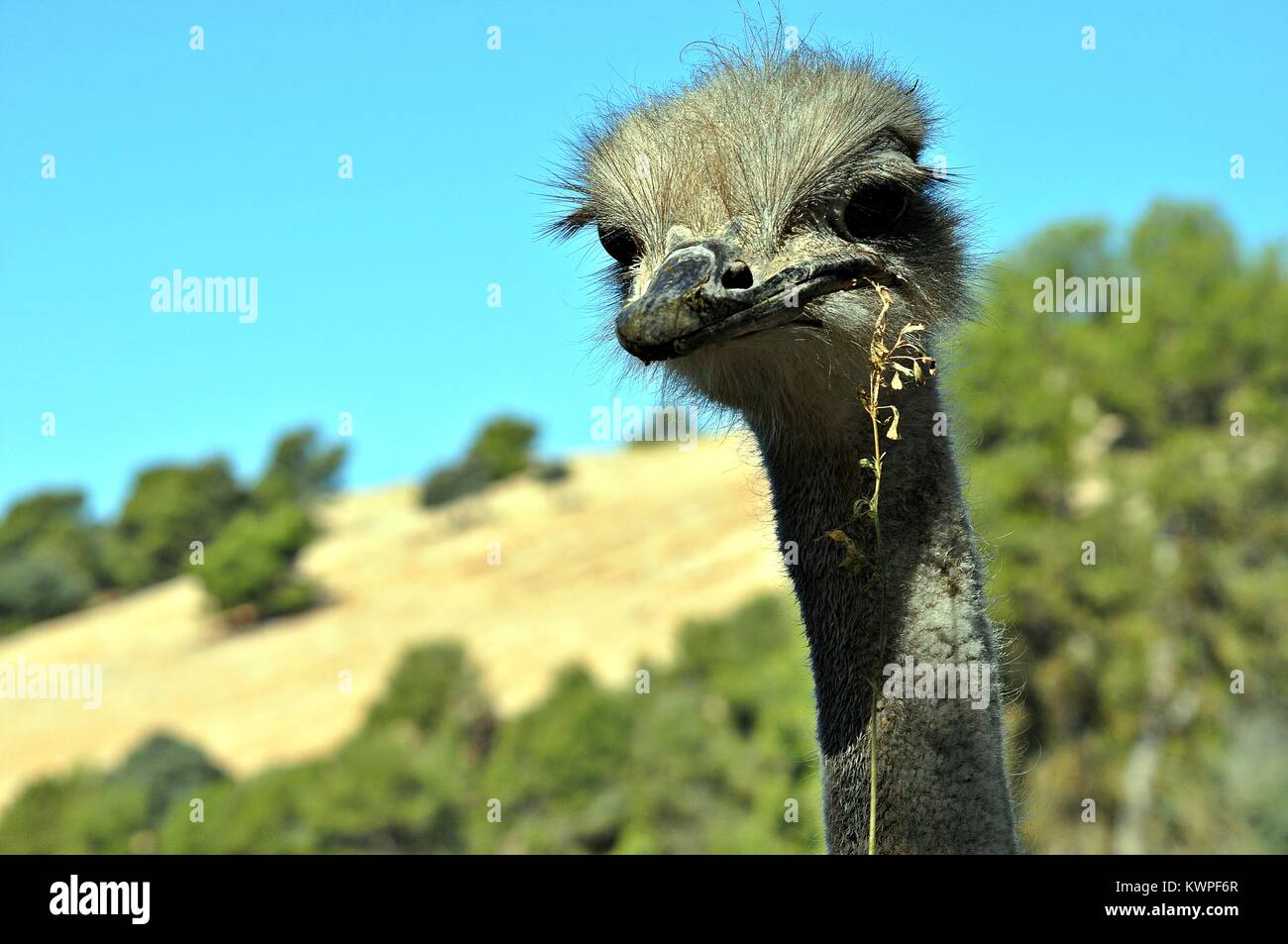 Cara de avestruz vertical Foto de stock