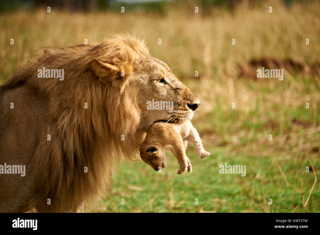 León macho con cachorro fotografías e imágenes de alta resolución - Alamy