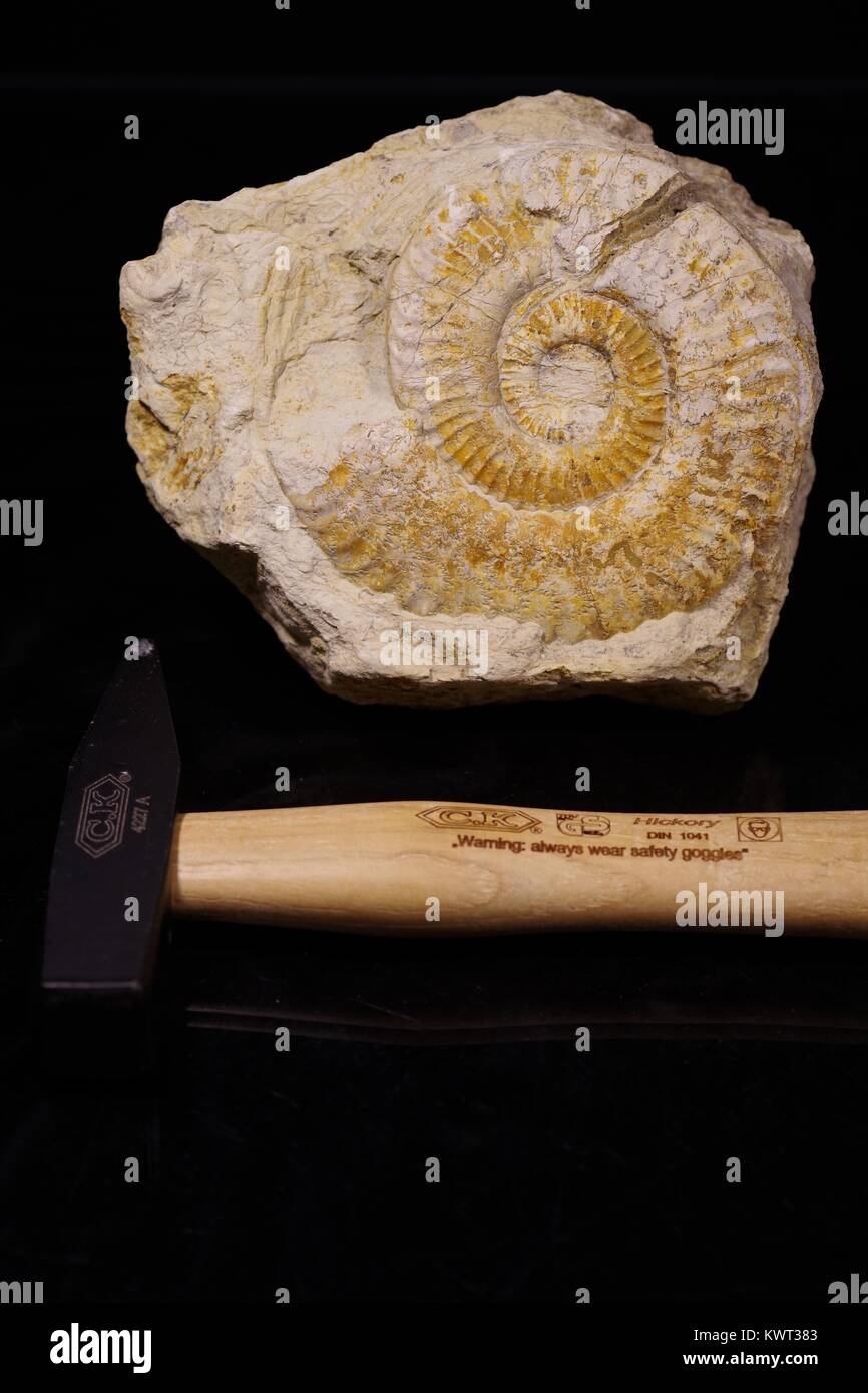 Los amonitas y un martillo geológico. Fósiles en el sur de Gran Bretaña  Costa Jurásica. Ciencia de los aficionados Hobby. Devon, Reino Unido.  Enero, 2018 Fotografía de stock - Alamy
