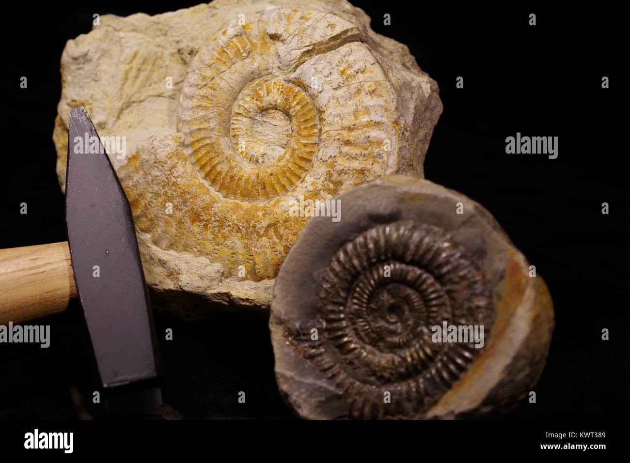 Los amonitas y un martillo geológico. Fósiles en el sur de Gran Bretaña Costa Jurásica. Ciencia de los aficionados Hobby. Devon, Reino Unido. Enero, 2018. Foto de stock
