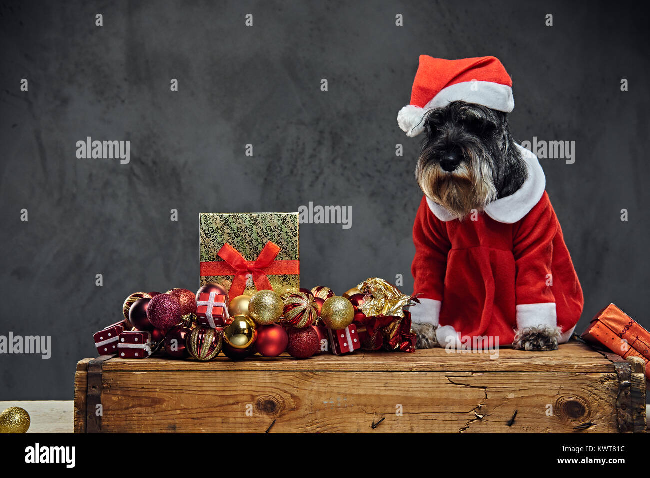 Un perro vestido con traje de Navidad en una caja de madera con Xmas garla  Fotografía de stock - Alamy