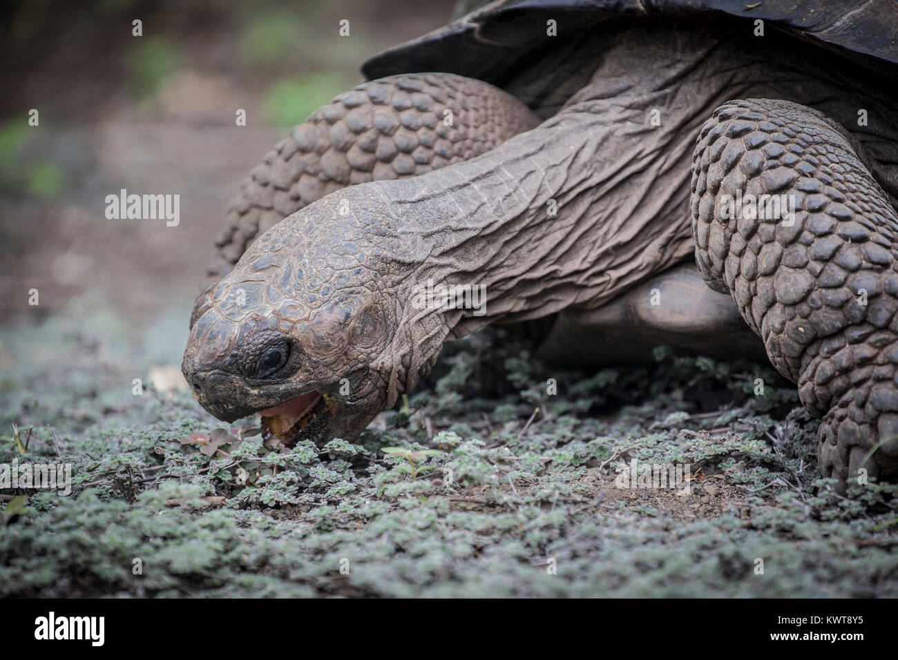 Cerca de una tortuga gigante de Galápagos (Chelonoidis nigra guntheri) comer en el medio silvestre. Isla Isabela, Galápagos. Foto de stock