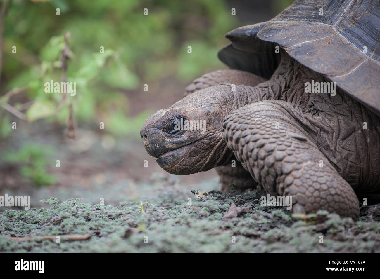 Cerca de una tortuga gigante de Galápagos (Chelonoidis nigra guntheri) en el medio silvestre. Isla Isabela, Galápagos. Foto de stock