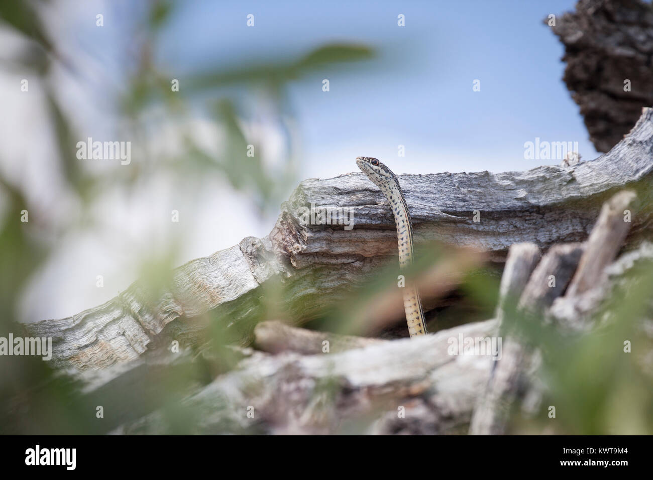 Rayas (Masticophis whipsnake taeniatus) en cabeza característico postura levantada emergiendo de un agujero en un árbol. Esta es una alerta rápida, serpiente con Excel Foto de stock