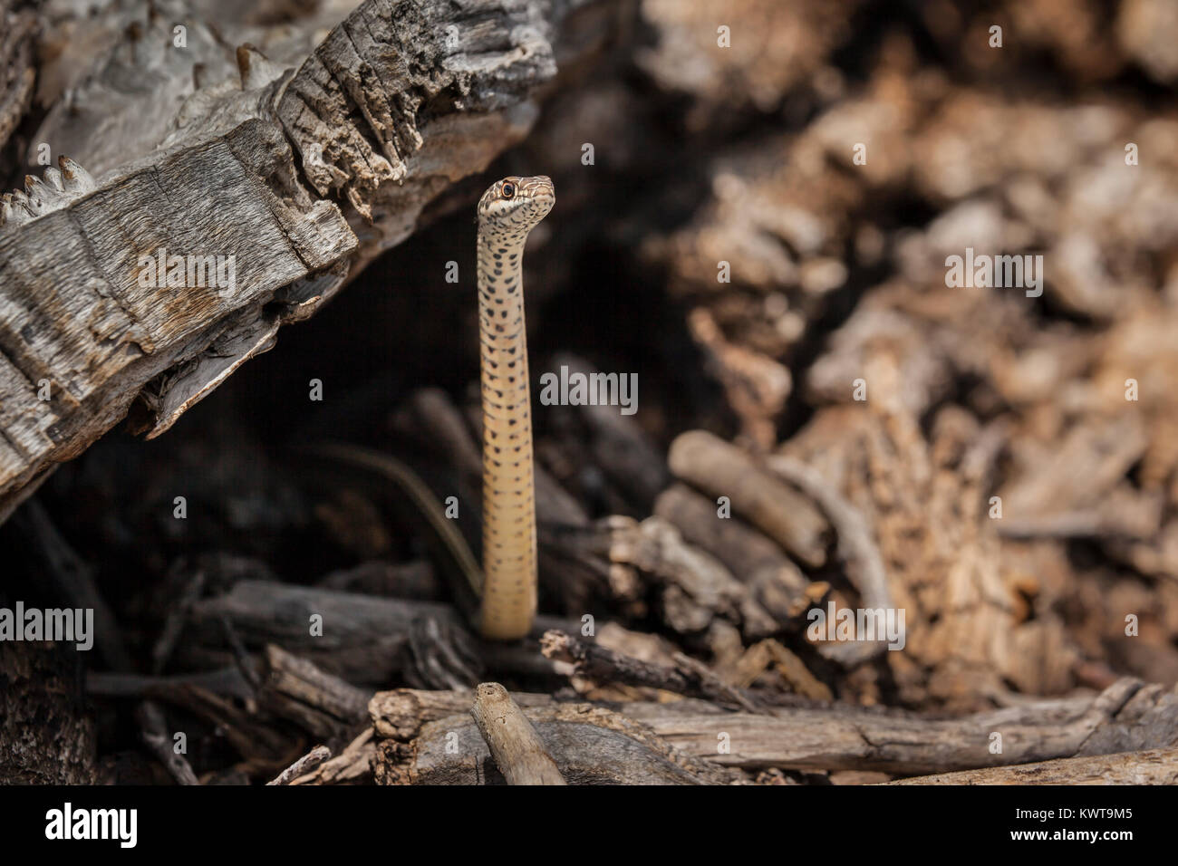 Rayas (Masticophis whipsnake taeniatus) en cabeza característico postura levantada emergiendo de un agujero en un árbol. Esta es una alerta rápida, serpiente con Excel Foto de stock