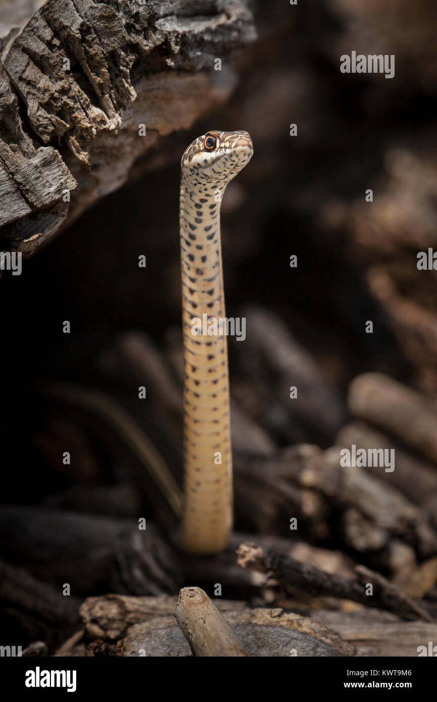 Rayas (Masticophis whipsnake taeniatus) en cabeza característico postura levantada emergiendo de un agujero en un árbol. Esta es una alerta rápida, serpiente con Excel Foto de stock