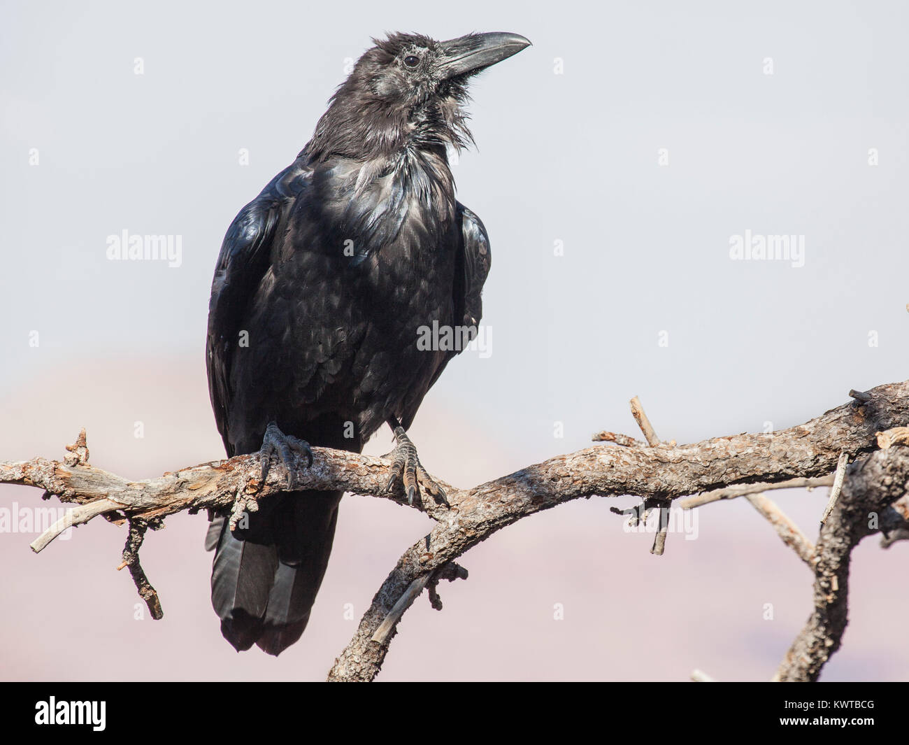 El cuervo común (Corvus corax) encaramado en un inconveniente. Foto de stock