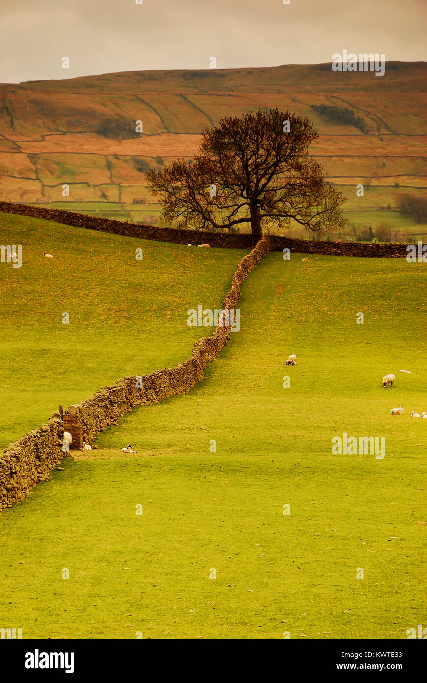 Campos verdes y paredes de piedra en el paisaje, Yorkshire, Inglaterra Foto de stock