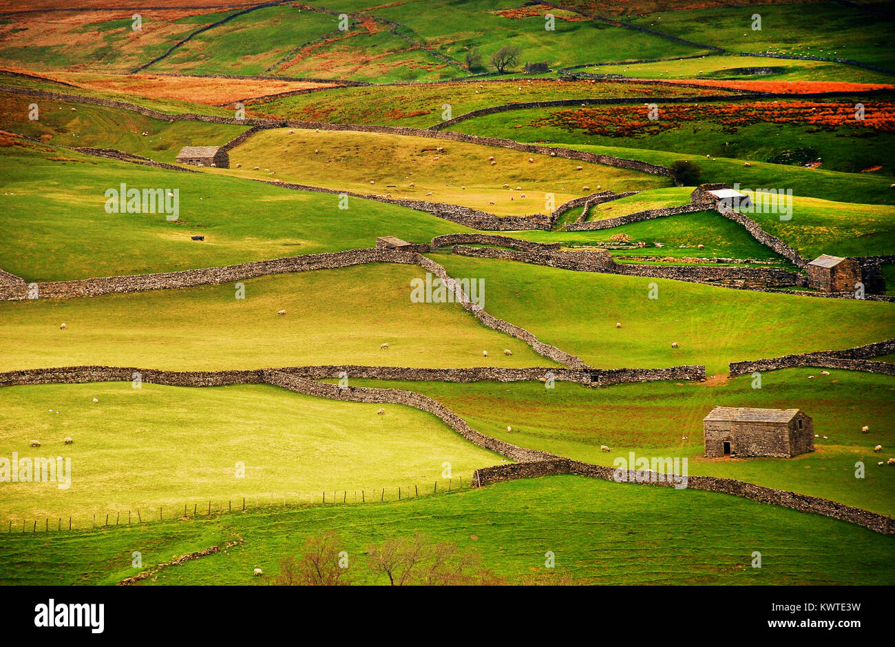 Campos verdes y paredes de piedra en el paisaje, Yorkshire, Inglaterra Foto de stock