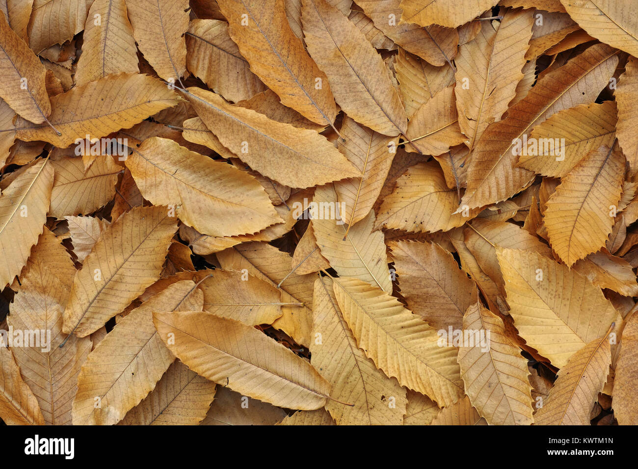 Alfombra de hojas de castaño secas, otoño Foto de stock
