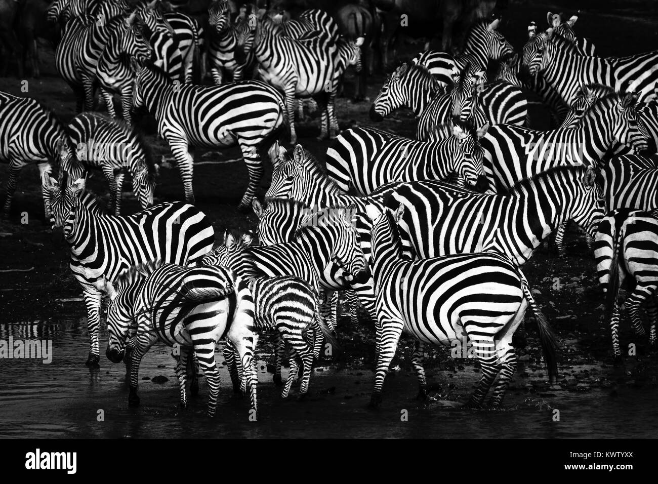 Una masa de Zebra esperar para cruzar el río Mara en Kenia Foto de stock