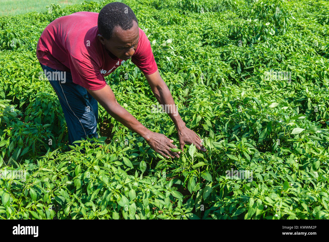 Michael Gawaga agricultor cuidando sus pimientos verdes campos, Anloga, región del Volta, Ghana Foto de stock