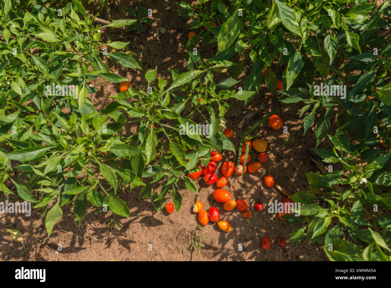 Las plantas de pimienta roja, Anloga, región del Volta, Ghana, África Foto de stock