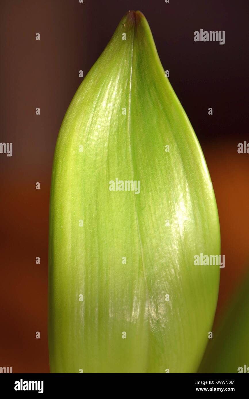 Close-up de un bulbo de amarilis Foto de stock