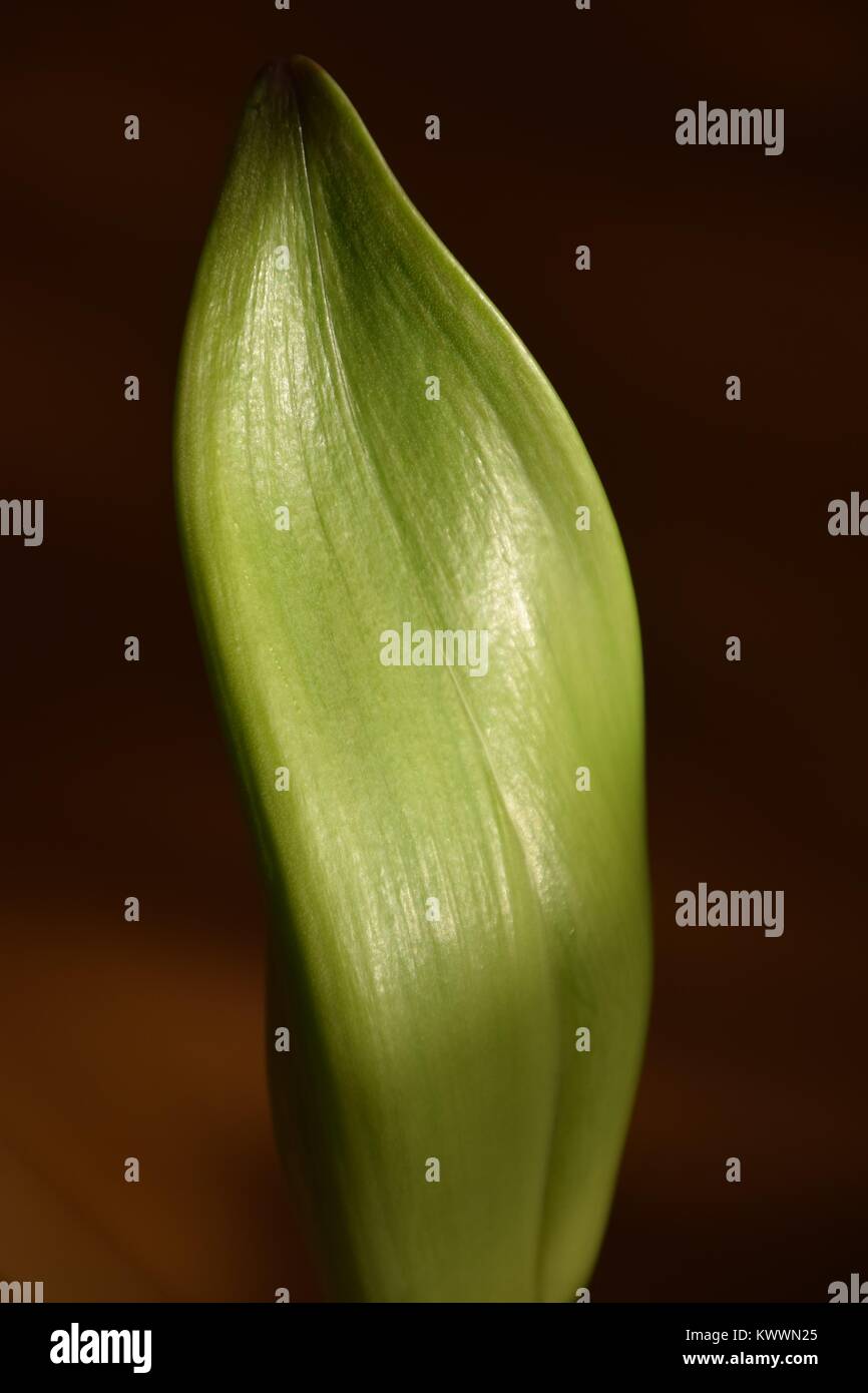 Resumen de una óptica Belladonna lily brilló por el sol Foto de stock