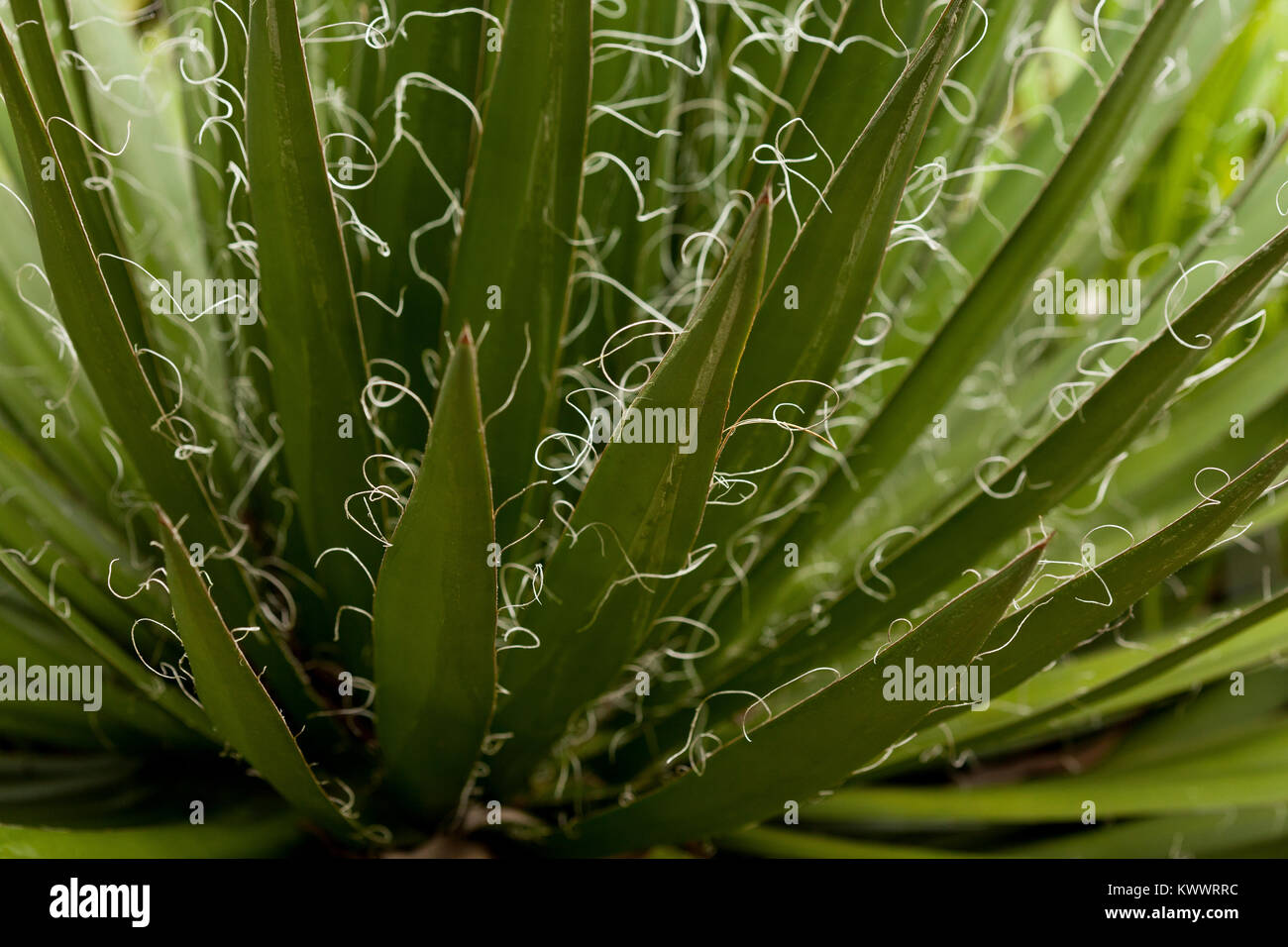 Peludo frondes de un agave Filifera retroiluminado con rosca vegetales de hoja Foto de stock
