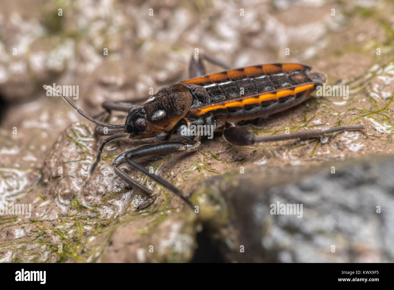 Agua Cricket (Velia caprai) o (Velia saulii) en reposo en el borde de un bosque piscina. Cahir, Tipperary, Irlanda. Foto de stock