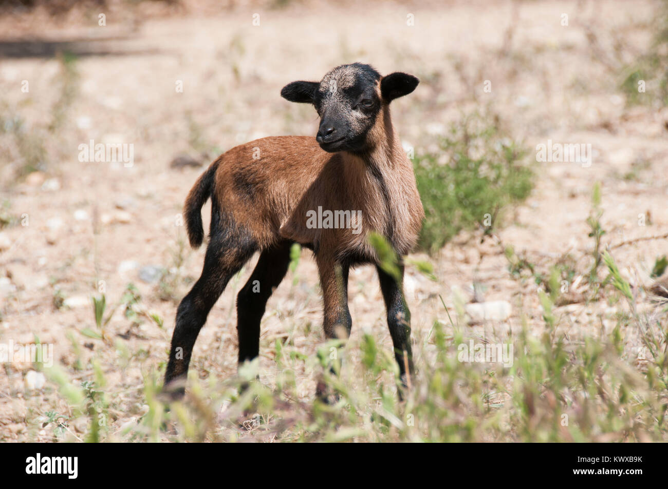 Mouton Du Cameroun Fotos E Imagenes De Stock Alamy Mouton Du Cameroun Fotos E Imagenes De Stock Alamy