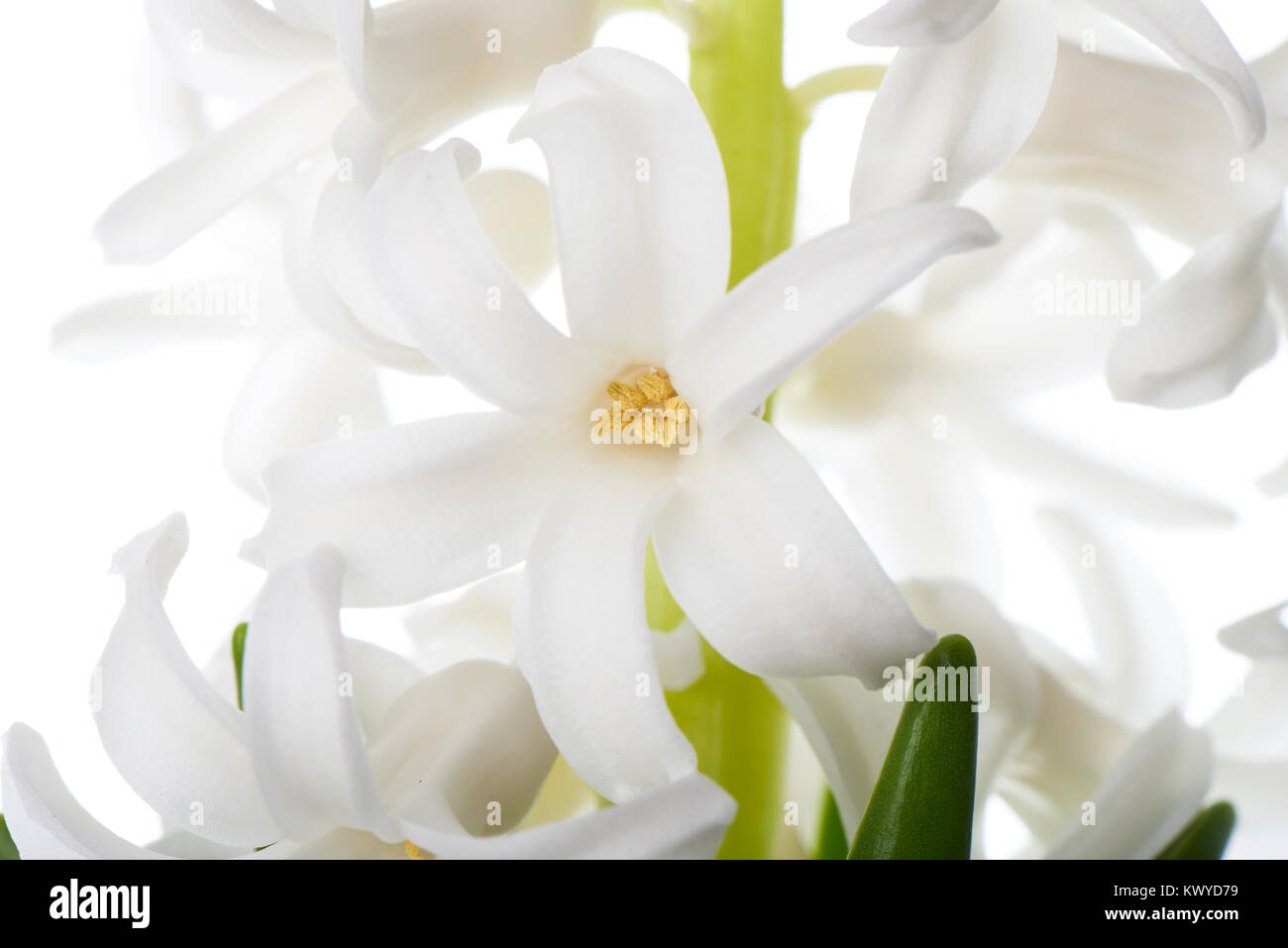 Flores jacinto aislado en blanco. Hyacinthus es un pequeño género de plantas con flores en la familia Asparagaceae. Foto de stock