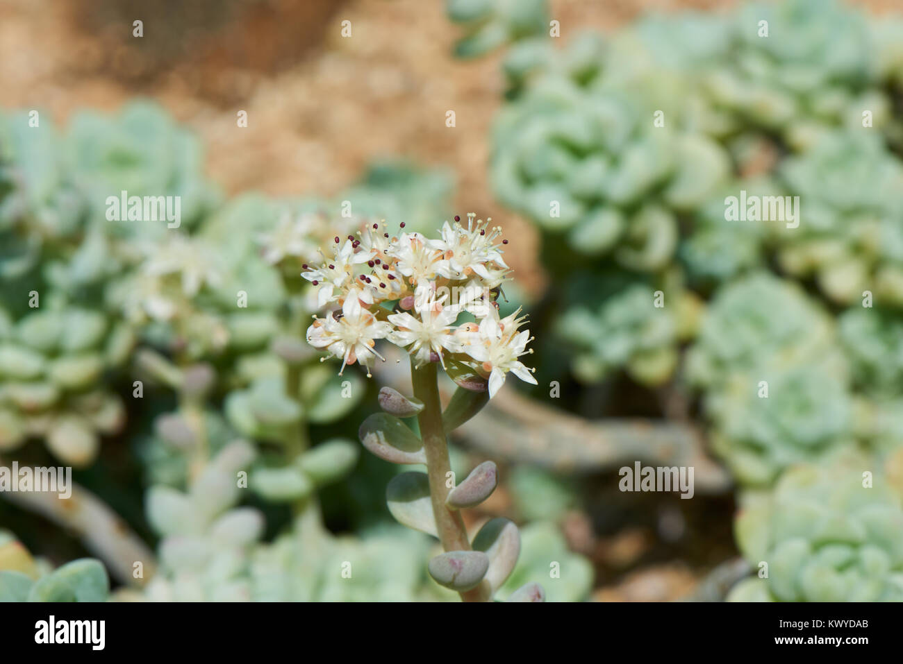 Sedum clavatum flor. S. clavatum es una planta suculenta de la familia de las crasuláceas. Tiene color blanco, flores en forma de estrella a mediados o finales de primavera. Foto de stock