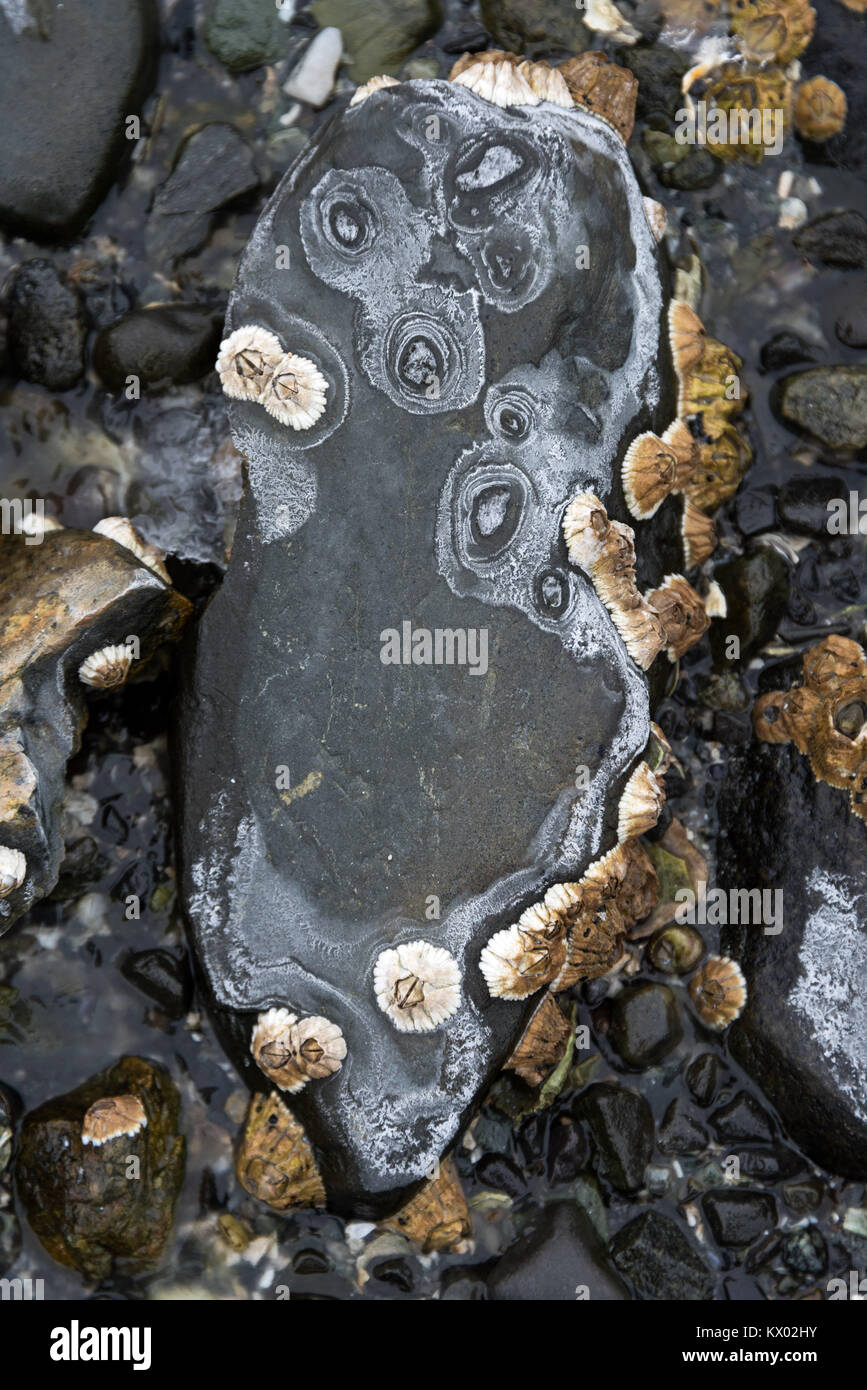 Anillos de sal precipitando hacia playa piedras como el agua de mar se  congela y se evapora, el Parque Nacional de Acadia, Bar Harbor, Maine  Fotografía de stock - Alamy