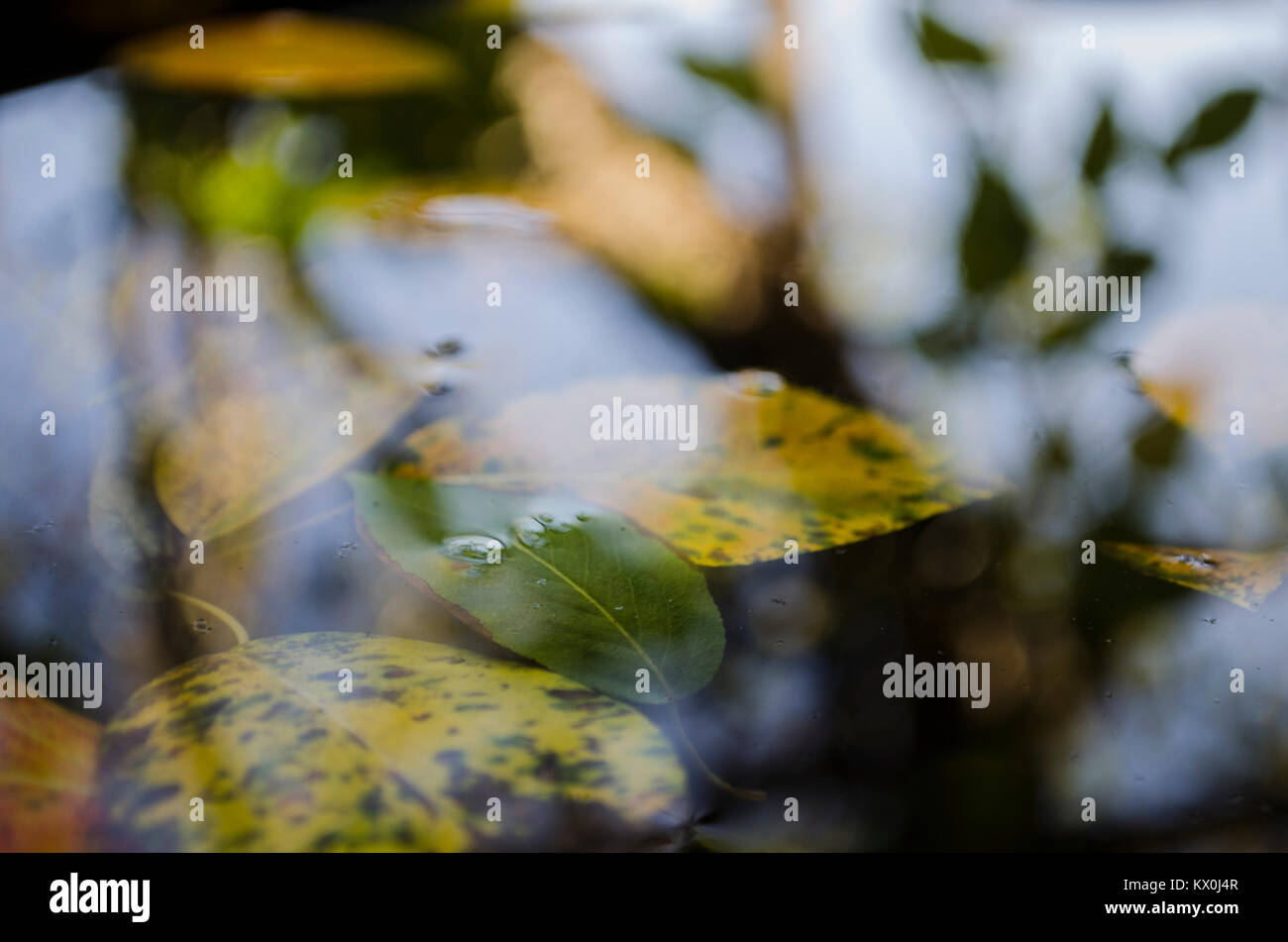 Flotando en el charco amarillo hojas de los árboles y el reflejo de un árbol, el otoño Foto de stock