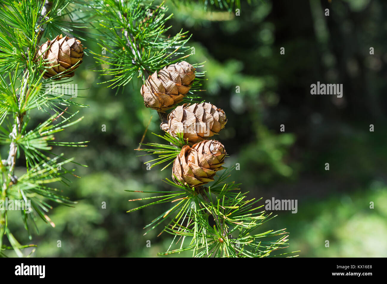 Mountain stream, European Larchs, Larix decidua, Pinaceae, Val da Larisch,  Dumagns, Muntogna da Schons, Alps, Canton of Graubünden, Switzerland Stock  Photo - Alamy