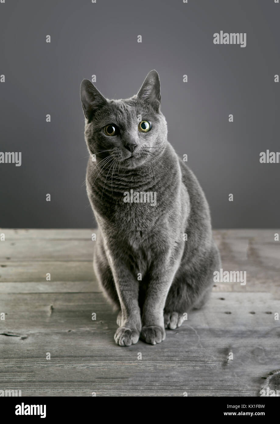 Retrato de estudio de un Russian Blue cat. Foto de stock