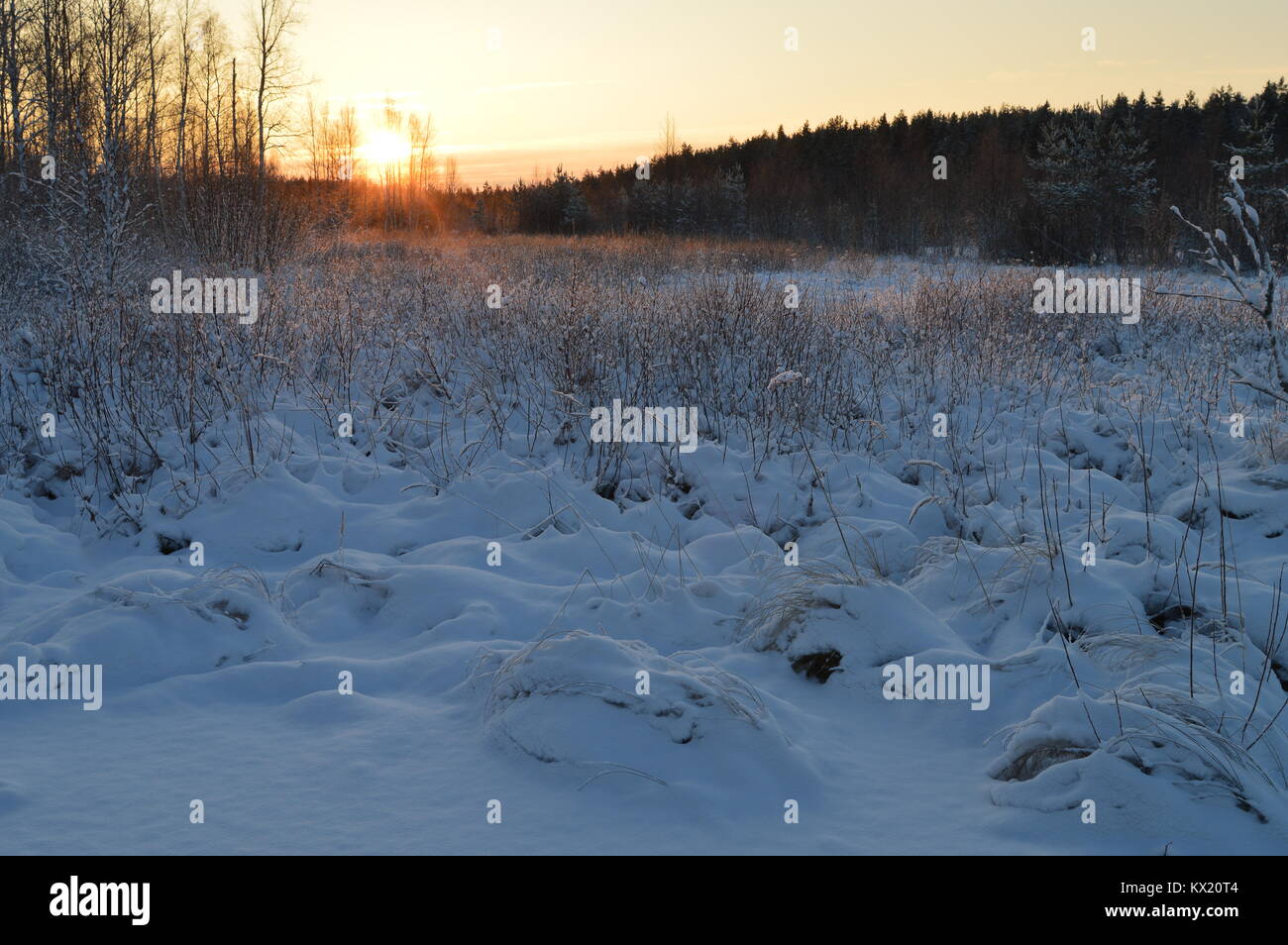 Mañana de invierno sol al atardecer sobre el borde de bosque del bosque Foto de stock