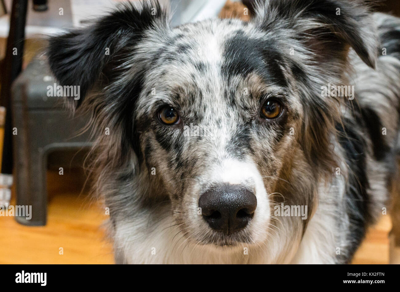 Perro gris blanco fotografías e imágenes de alta resolución - Alamy