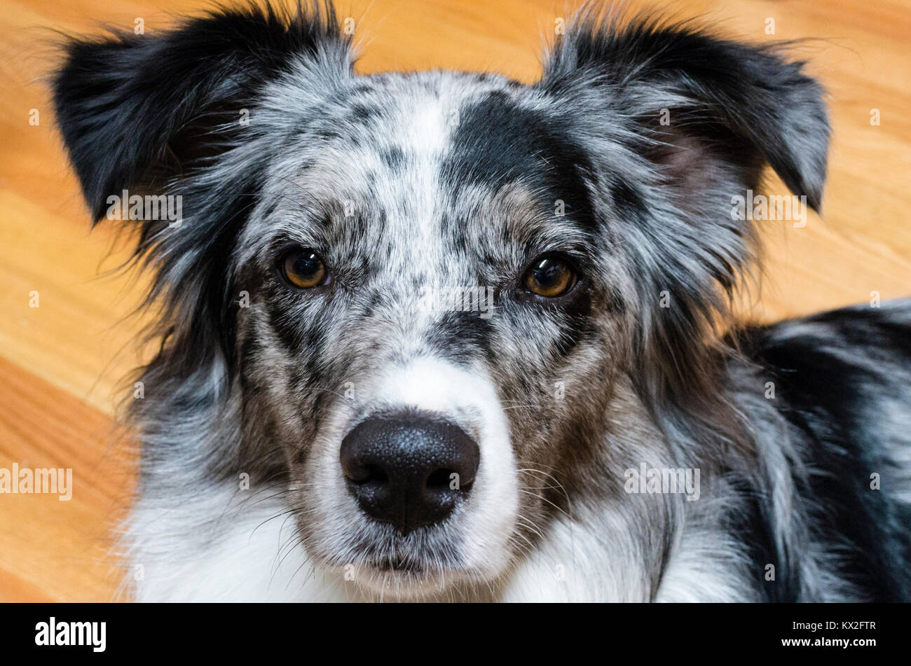 Perro Pastor Australiano con gris y marcas blancas Fotografía de stock -  Alamy