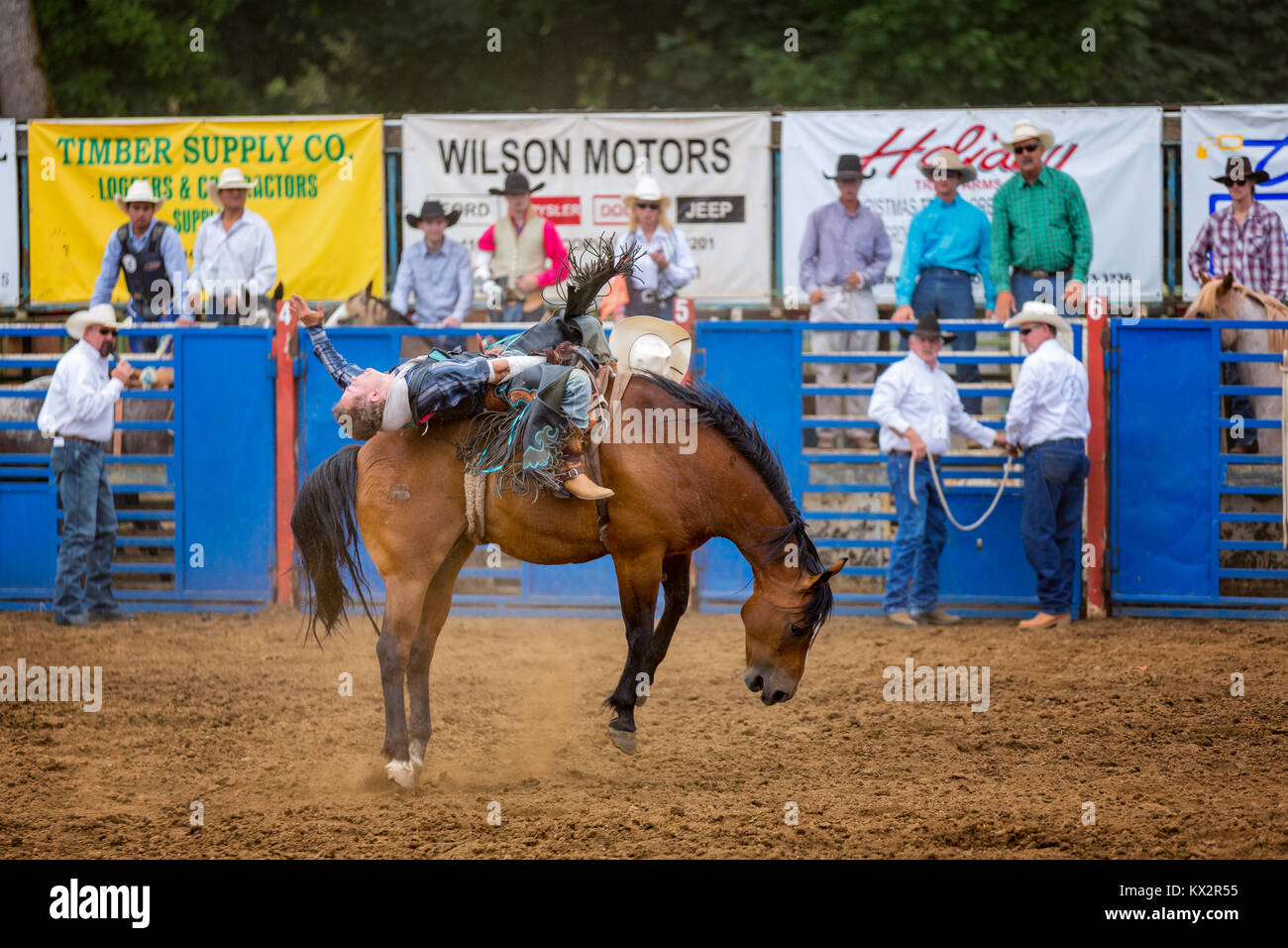 Bareback bronc, competencia de rodeo Philomath, Oregón, EE.UU. Foto de stock