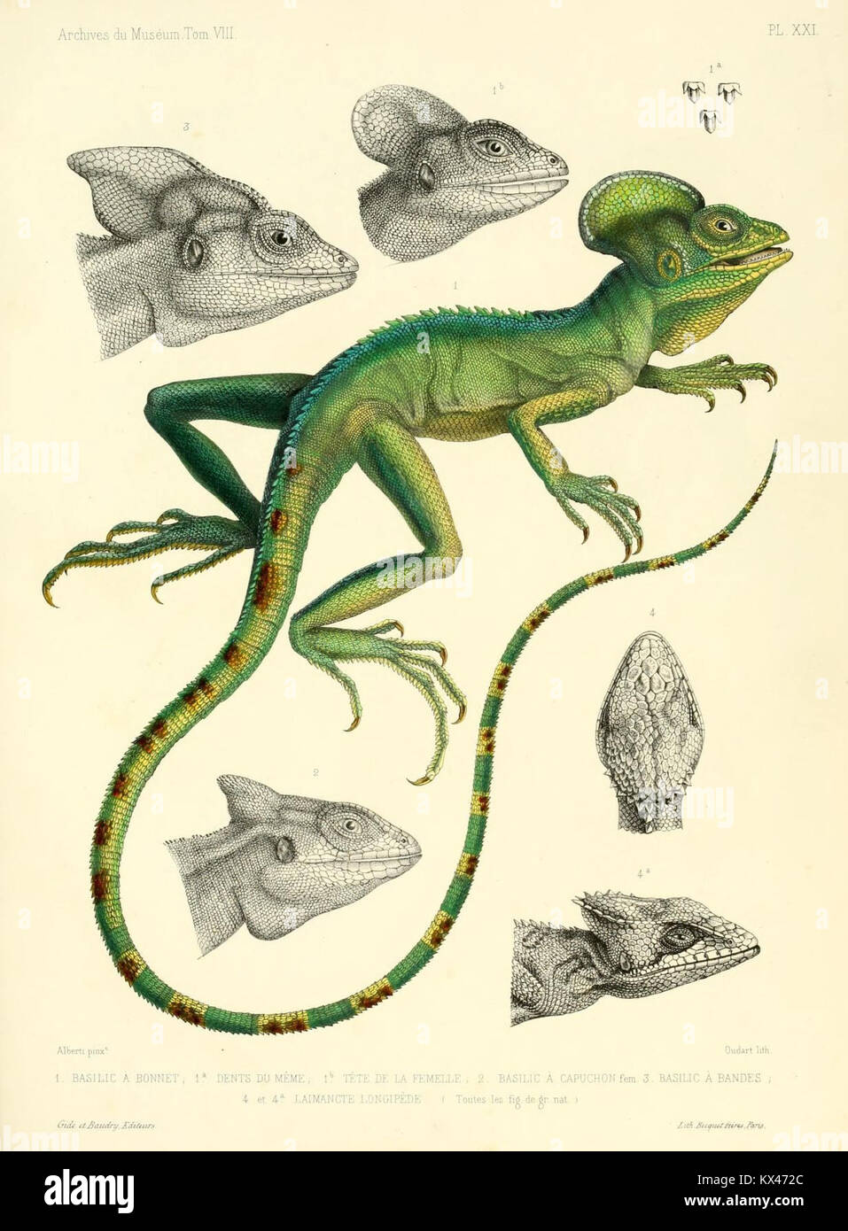 Description des nouveaux ou imparfaitement connus reptiles de la colección del Museo d'histoire naturelle et Remarques sur la clasificación et Les caractères des reptiles (6989152146) Foto de stock