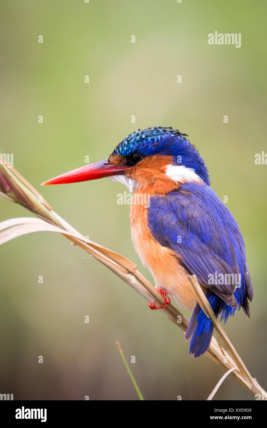 Kingfisher en el Delta del Okavango Foto de stock