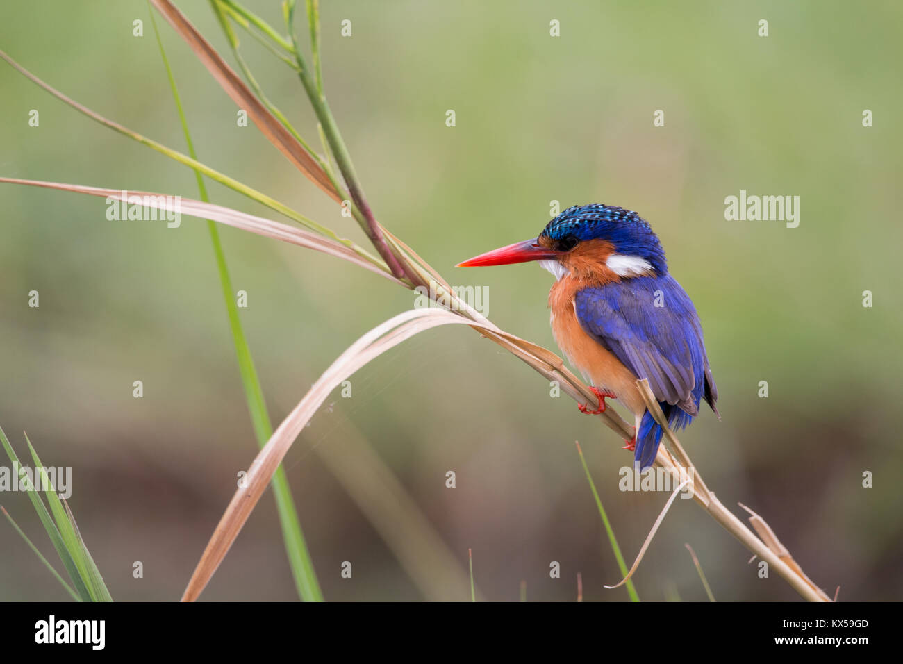 Kingfisher en el Delta del Okavango Foto de stock
