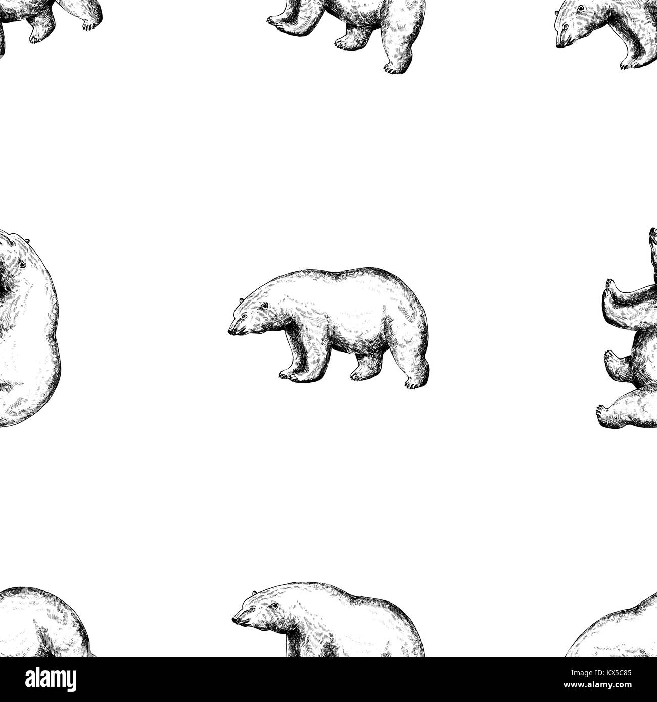 Trama perfecta de estilo boceto dibujados a mano osos polares. Ilustración vectorial aislado sobre fondo blanco. Ilustración del Vector
