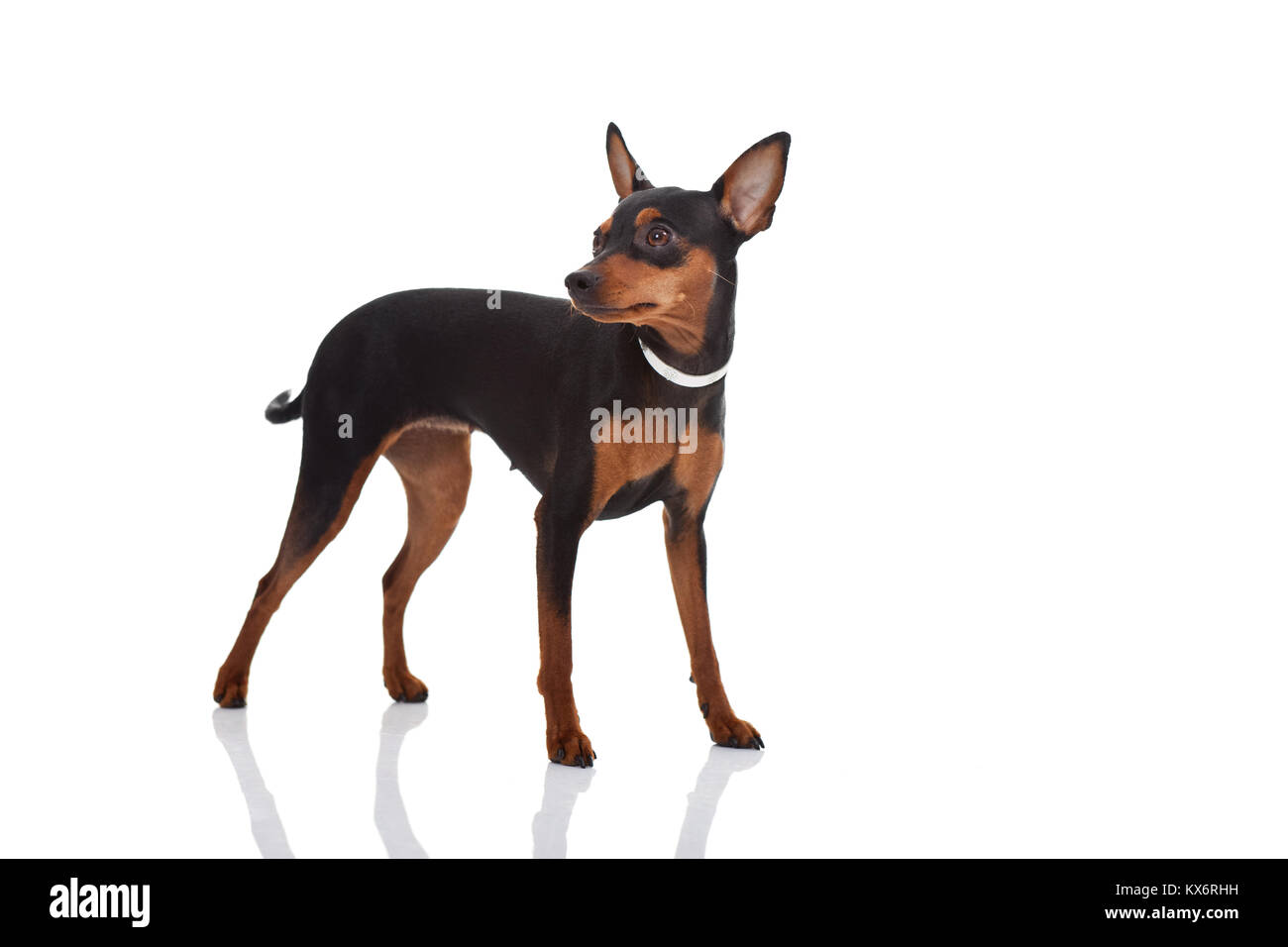 Pincher perro fotografías e imágenes de alta resolución - Página 4 - Alamy