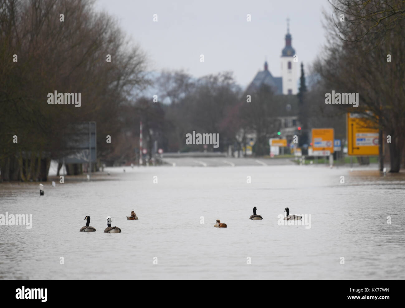 Oestrich-Winkel, Alemania. 08 ene, 2018. Gansos nadar en la carretera principal B42 inundada en Oestrich-Winkel, Alemania, 08 de enero de 2018. En la región de Rhinegau una leve reducción de la situación de las inundaciones está a la vista. Después de alcanzar la marca de agua alta en la velada, el nivel de las aguas del Rin es a disminuir. Crédito: Arne Dedert/dpa/Alamy Live News Foto de stock