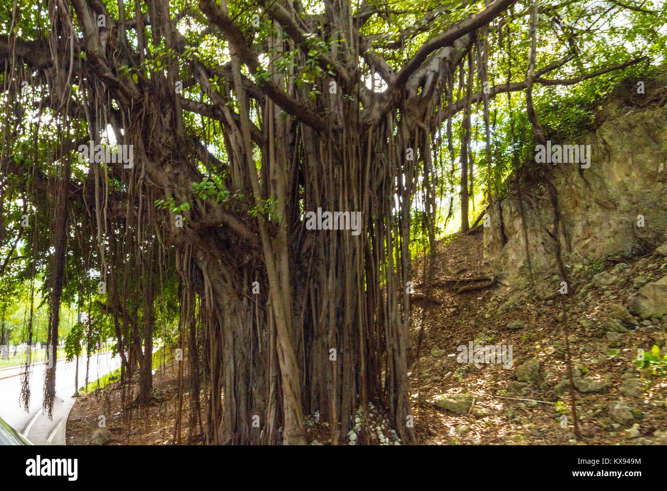 Gran Árbol con raíces colgando en el aire Fotografía de stock - Alamy