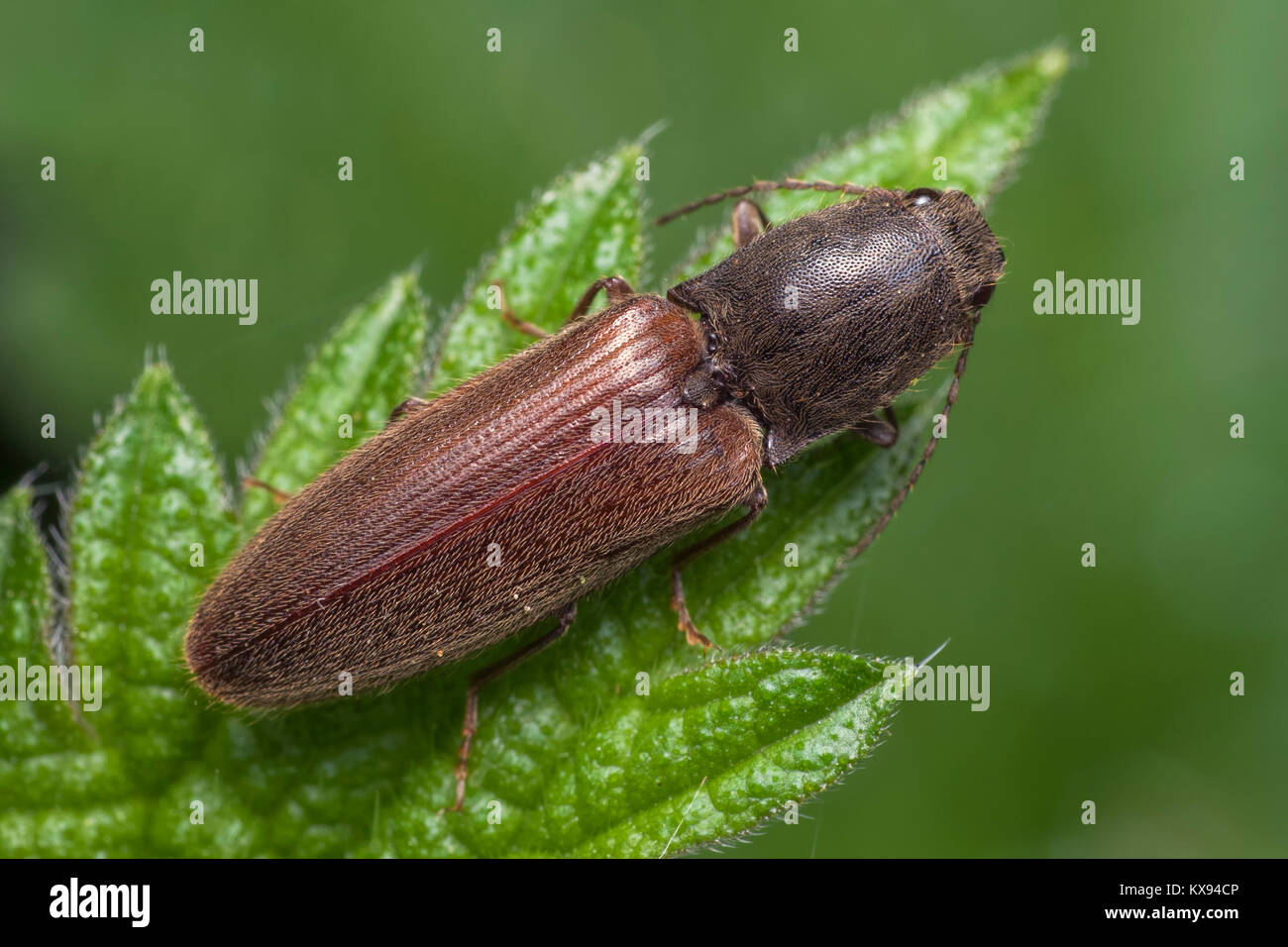 Vista dorsal de un clic de escarabajo en la familia Elateridae en reposo sobre una hoja de zarzas en los bosques. Cahir, Tipperary, Irlanda. Foto de stock