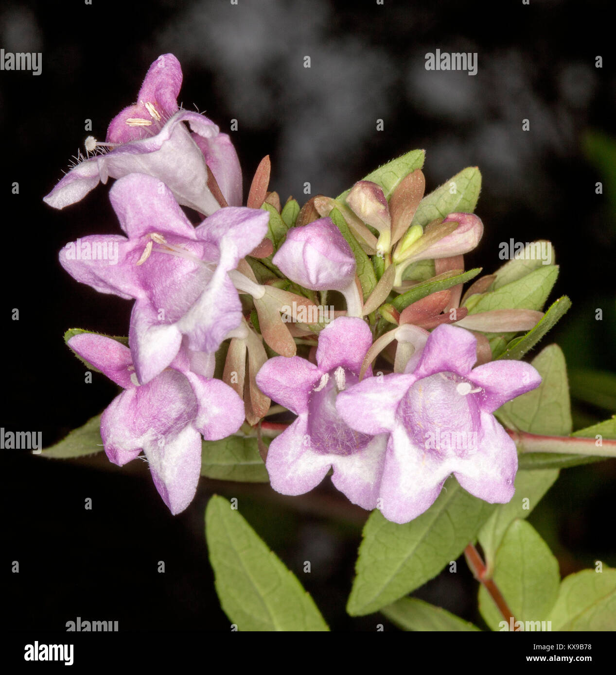 Flores perfumadas de color rosa pálido y hojas de luz verde de Abelia schummannii sobre fondo oscuro Foto de stock