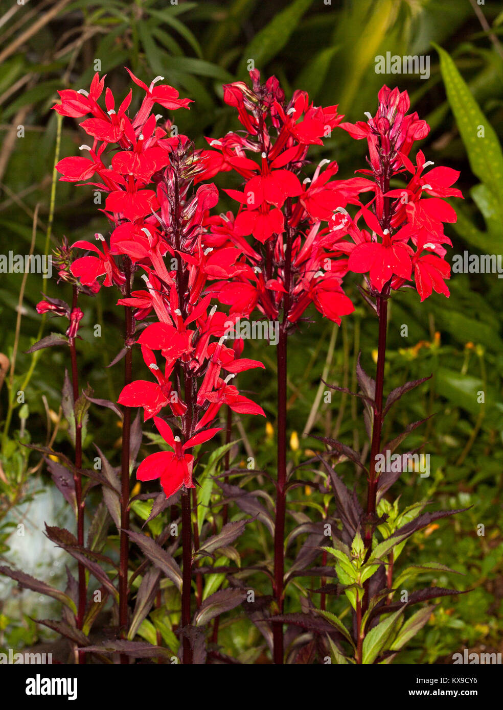Flores de color rojo vivo impresionante de planta perenne, Lobelia x