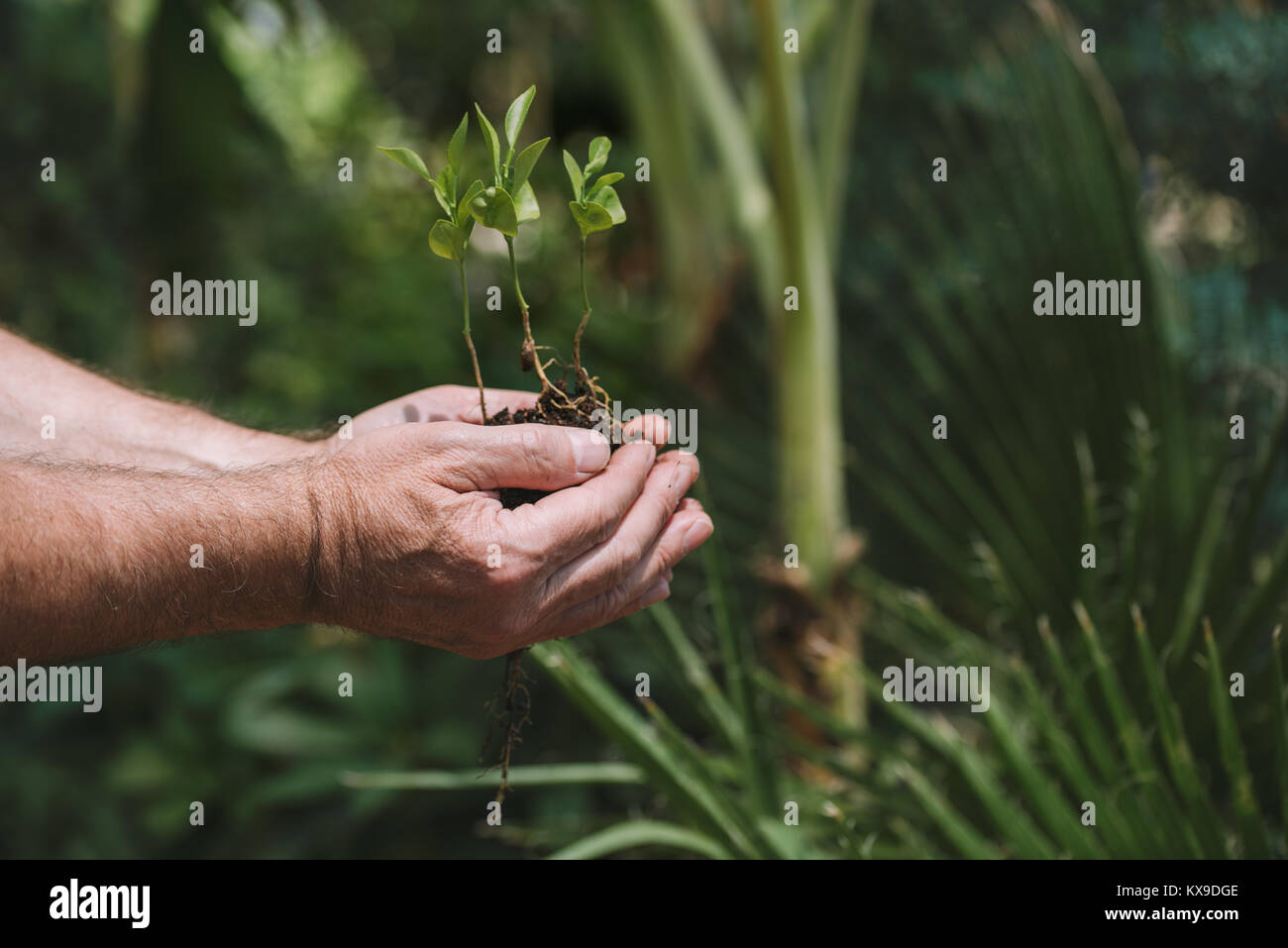 Hombre manos sosteniendo una planta joven verde. Símbolo de la primavera y la ecología, concepto Foto de stock