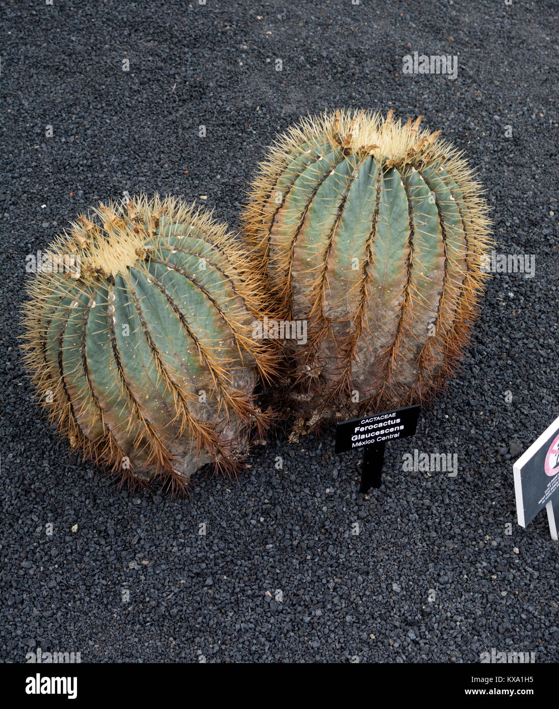 Ferocactus glaucescens (Glaucas barril cactus), Jardín de Cactus, Guatiza, Lanzarote, Islas Canarias, España. Foto de stock