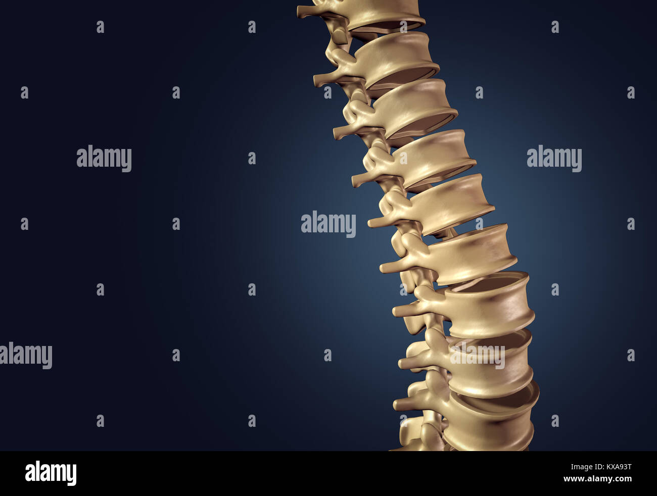 Columna vertebral humana esquelética y columna vertebral o discos intervertebrales sobre un fondo oscuro como un concepto médico como una ilustración 3D. Foto de stock