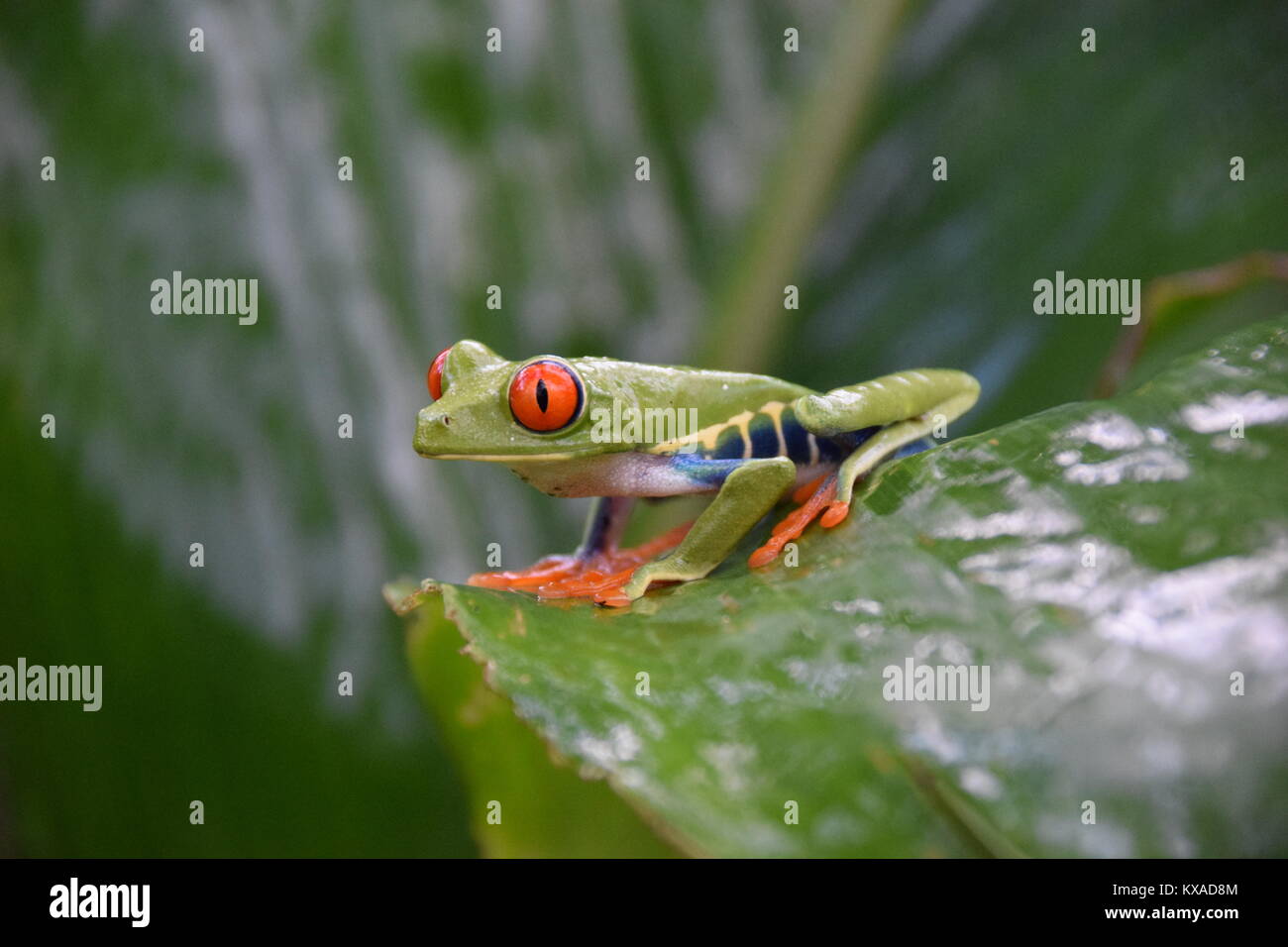 Icono de rana verde fotografías e imágenes de alta resolución - Página 2 -  Alamy