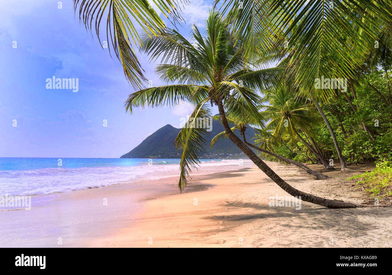 Las palmeras en la playa del Caribe, la isla de Martinica. Foto de stock