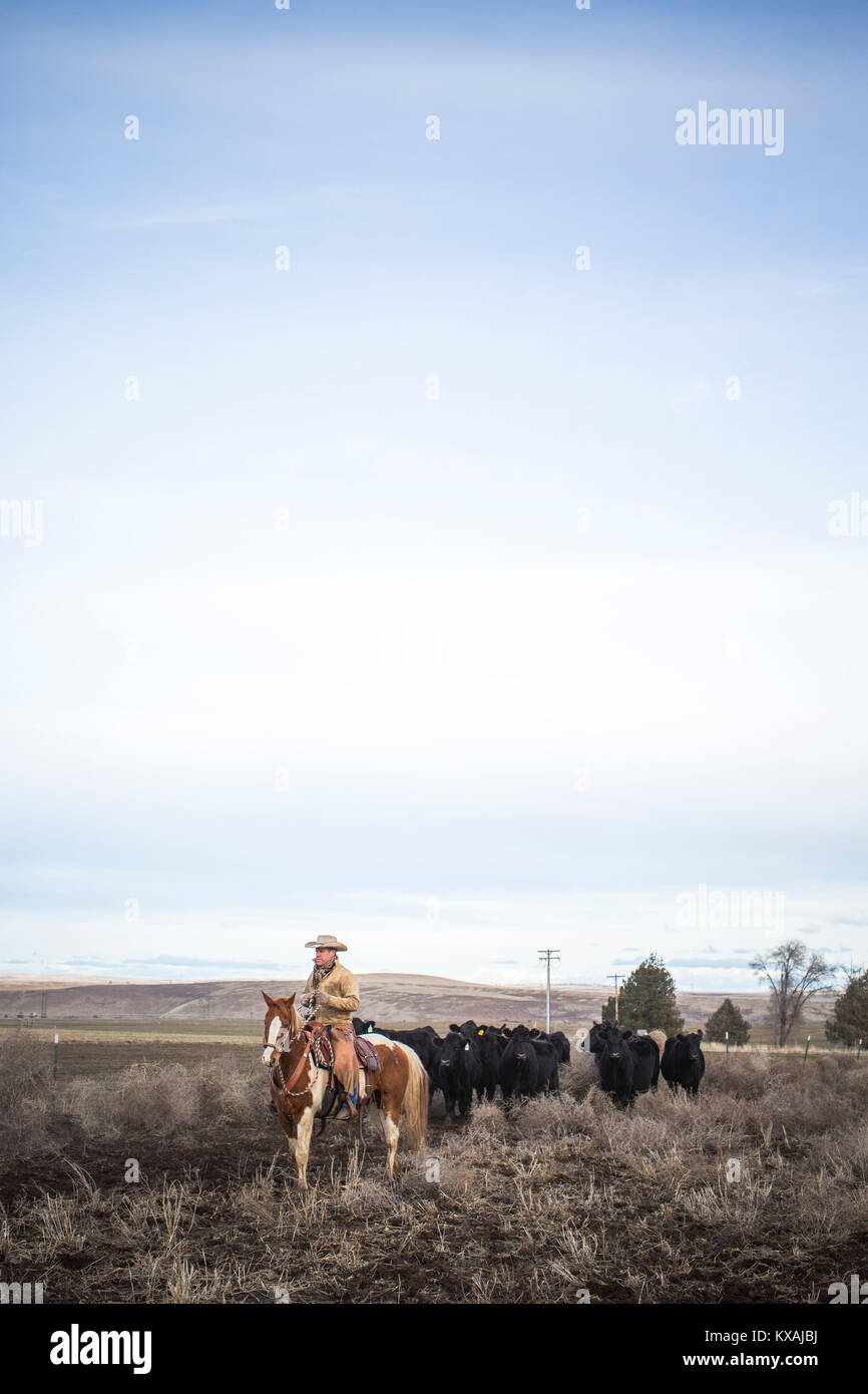 Cielo despejado durante el ranchero pastorean ganado a caballo, Oregón, EE.UU. Foto de stock